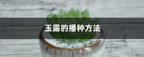 玉露的播种方法