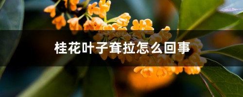 桂花叶子耷拉怎么回事