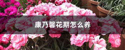 康乃馨花期怎么养