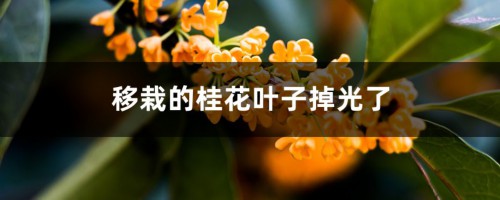 移栽的桂花叶子掉光了怎么回事