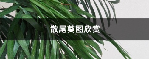 散尾葵图欣赏