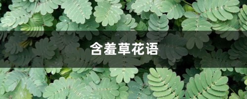 含羞草花语，含羞草开花吗