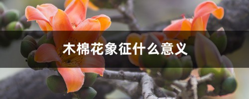 木棉花象征什么意义