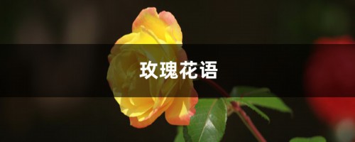 玫瑰花语