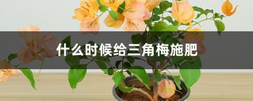 什么时候给三角梅施肥，施肥过多怎么办