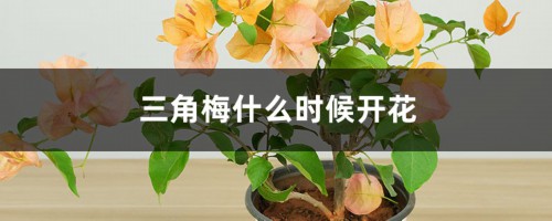 三角梅什么时候开花（花期介绍）