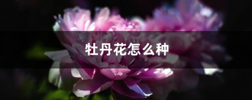 牡丹花怎么种，牡丹苗多少钱