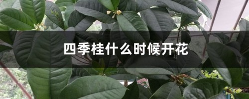 四季桂什么时候开花