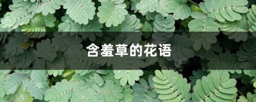 含羞草的花语和寓意，有什么传说故事