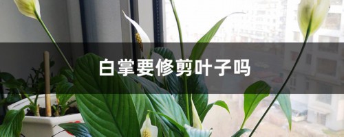 白掌要修剪叶子吗