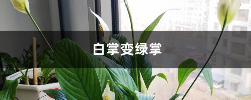 白掌变绿掌的原因