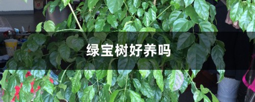 绿宝树好养吗