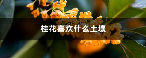 桂花喜欢什么土壤