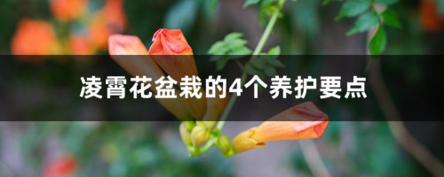 凌霄花盆栽的4个养护要点，冬天会冻死吗