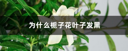 为什么栀子花叶子发黑