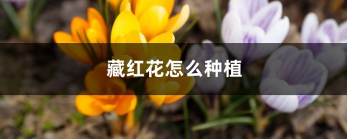 藏红花种植条件和地区、方法