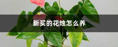 新买的花烛怎么养