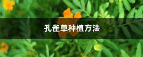 孔雀草种植方法