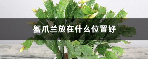 蟹爪兰的摆放方位，风水意义是什么？