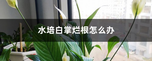 水培白掌烂根怎么办