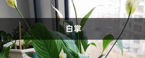 红掌白掌被他养变异了，花开巴掌大，油亮像打蜡！