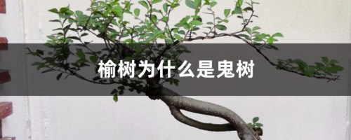 榆树为什么是鬼树，四大鬼树是什么