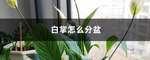 白掌怎么分盆