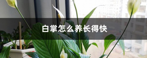 白掌怎么养长得快