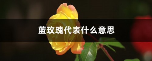 蓝玫瑰代表什么意思