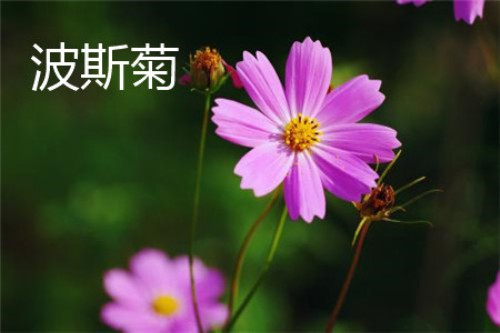 波斯菊