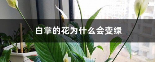 白掌的花为什么会变绿