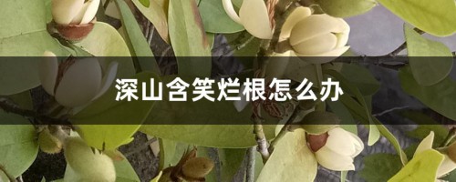 深山含笑烂根怎么办