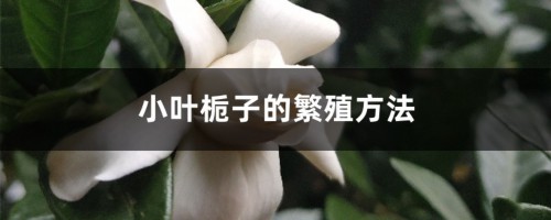 小叶栀子的繁殖方法