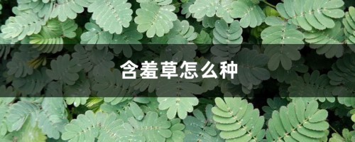 含羞草怎么种