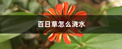 百日草怎么浇水