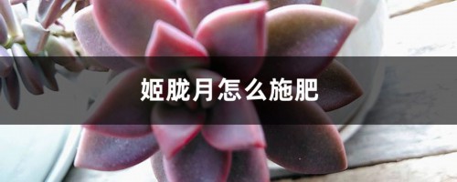 姬胧月怎么施肥？适时调整效果好！