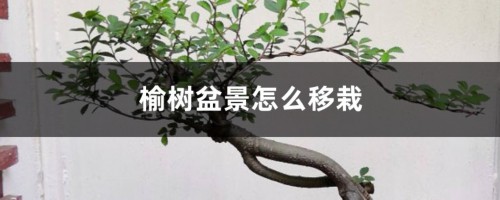 榆树盆景怎么移栽