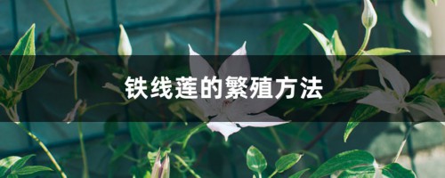 铁线莲的繁殖方法